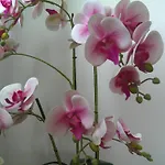 Apartment Euganea - *