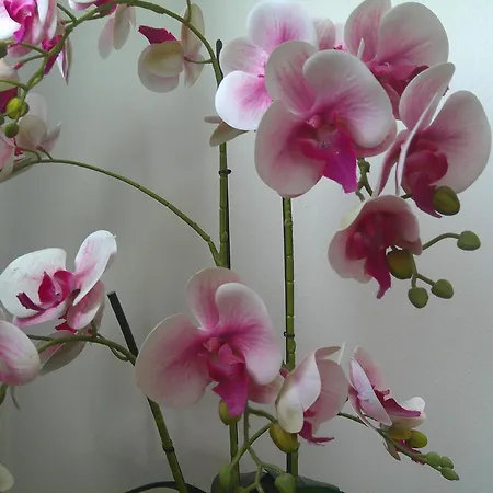 Lejlighed Euganea - *